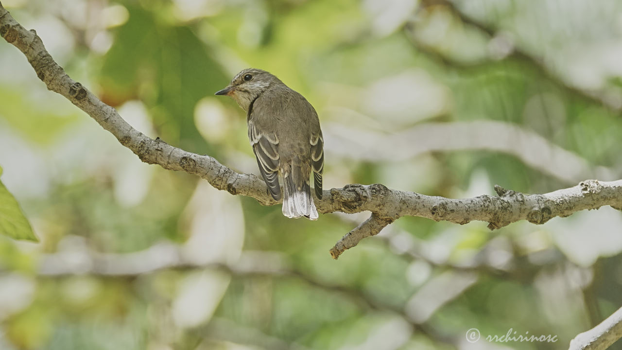 Spotted flycatcher