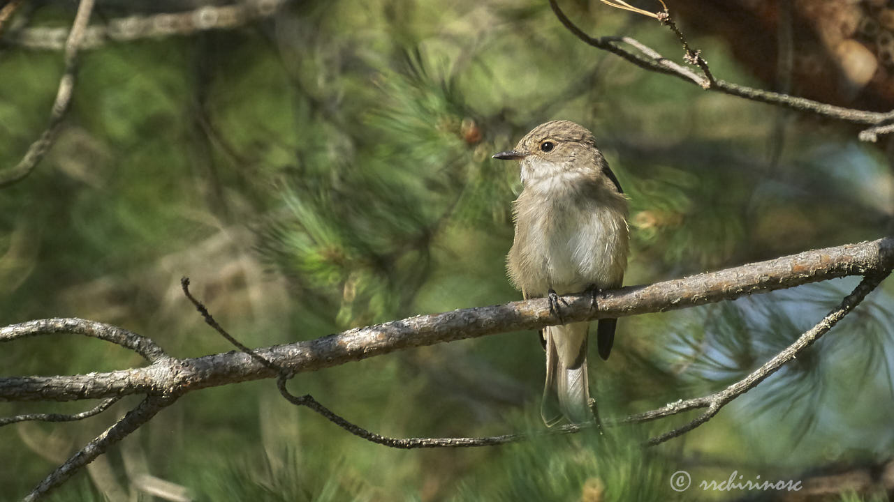 Spotted flycatcher