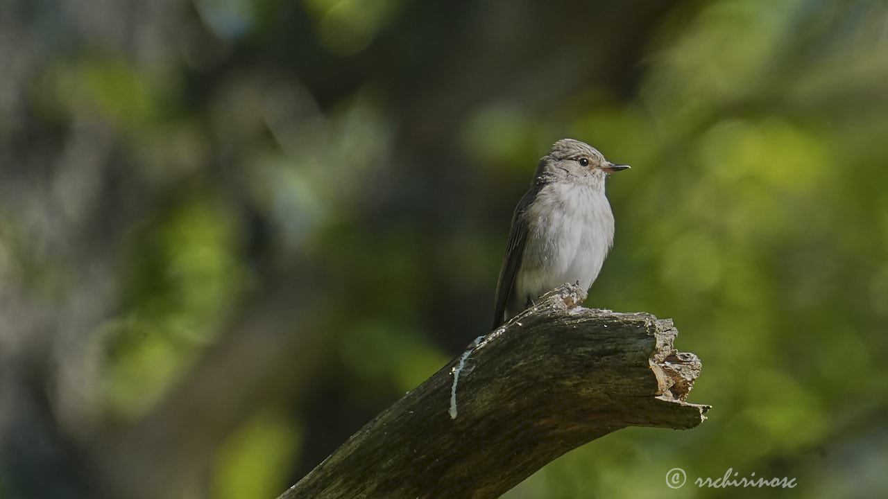 Spotted flycatcher