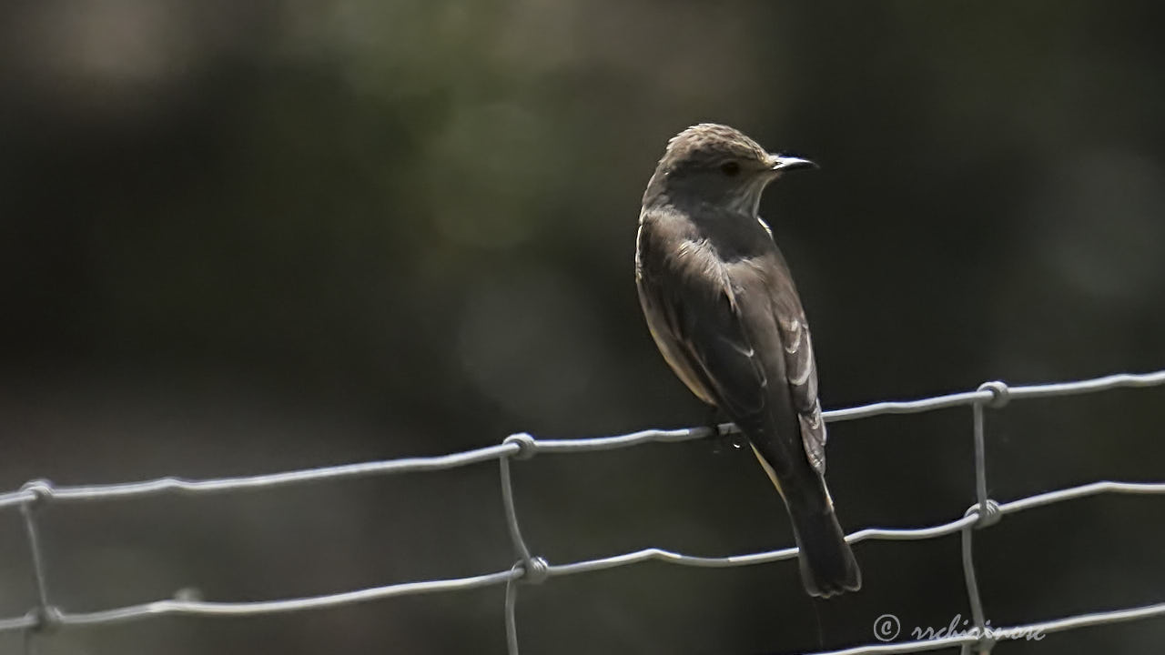 Spotted flycatcher