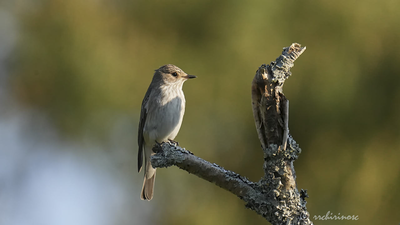 Spotted flycatcher