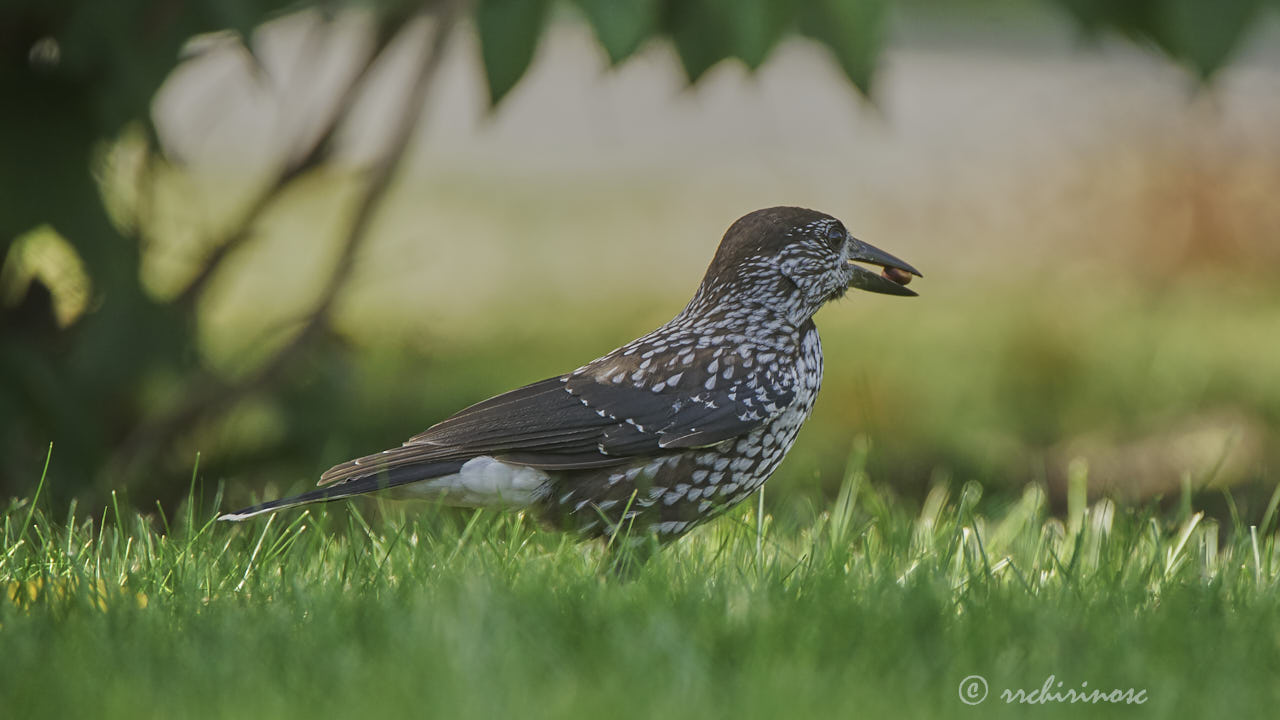 Spotted nutcracker