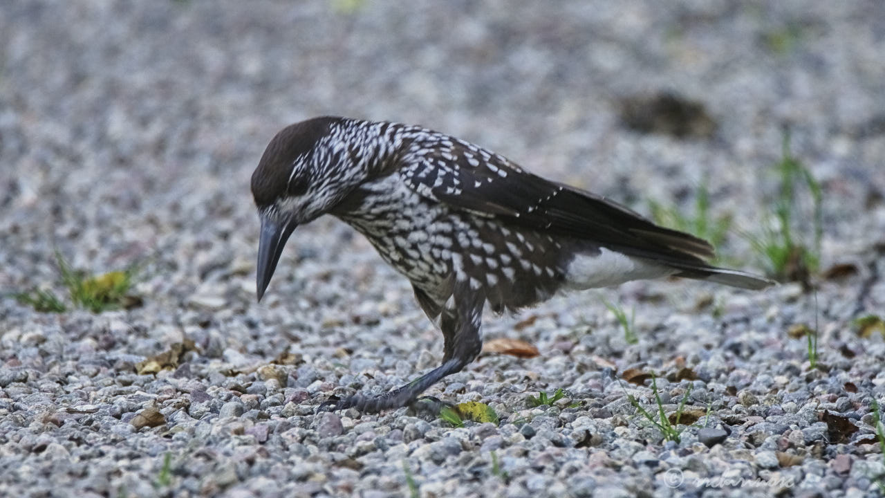 Spotted nutcracker