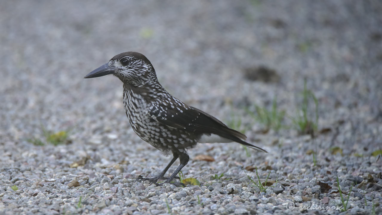 Spotted nutcracker