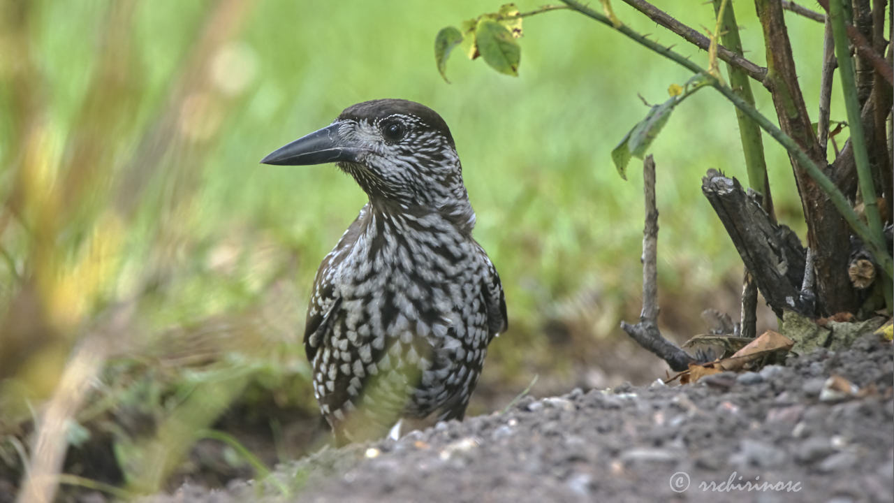 Spotted nutcracker