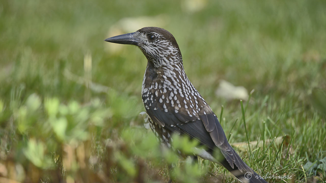 Spotted nutcracker