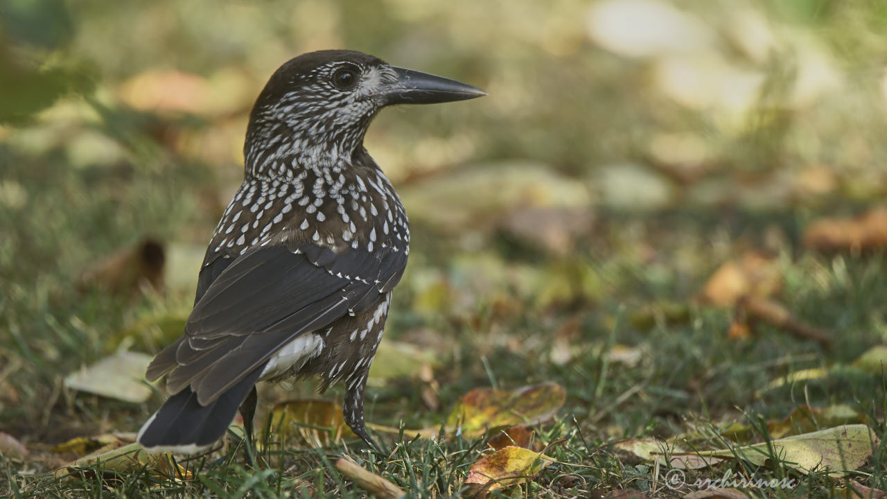 Spotted nutcracker