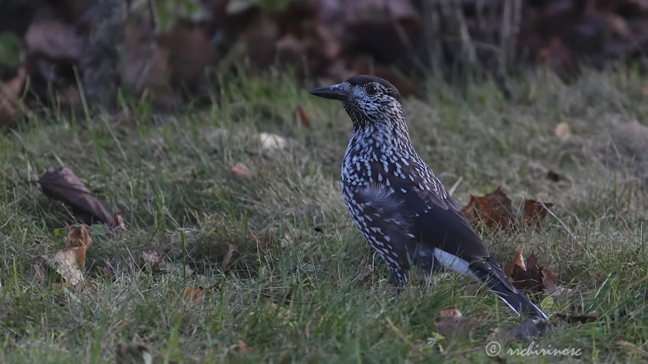 Spotted nutcracker