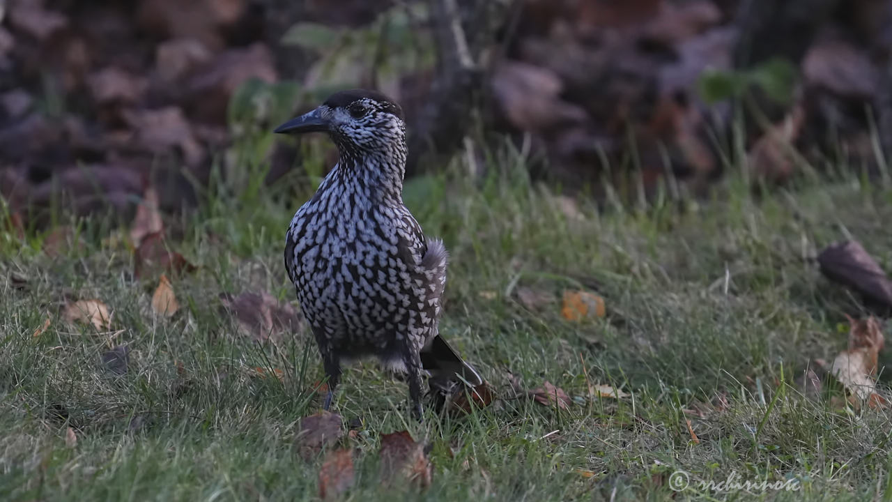 Spotted nutcracker