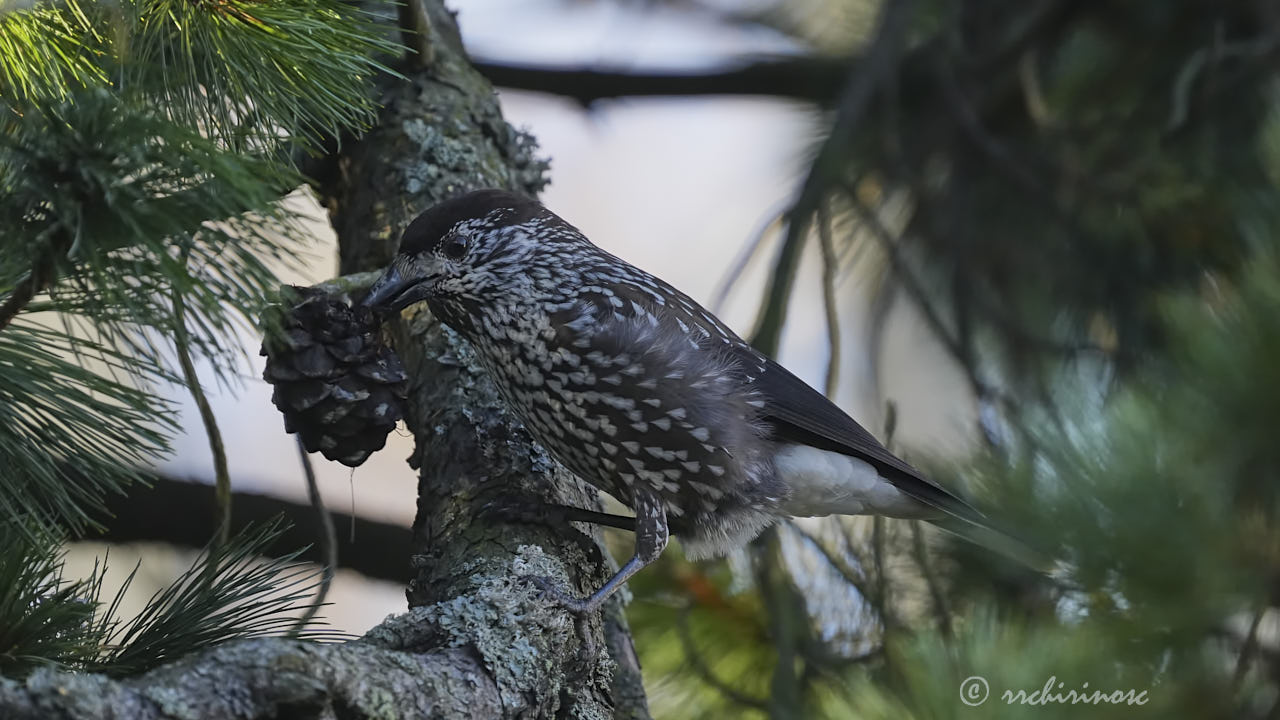 Spotted nutcracker