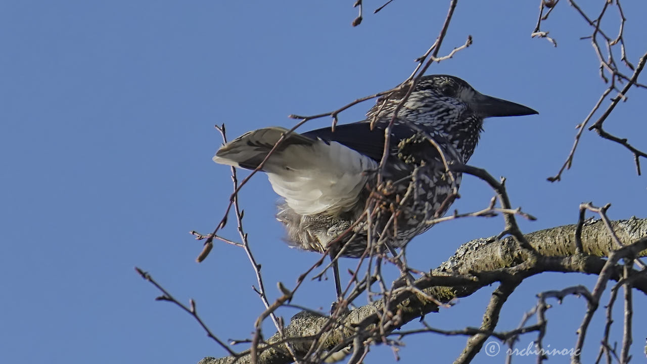 Spotted nutcracker