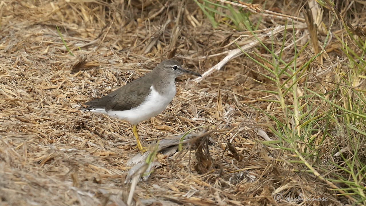 Spotted sandpiper