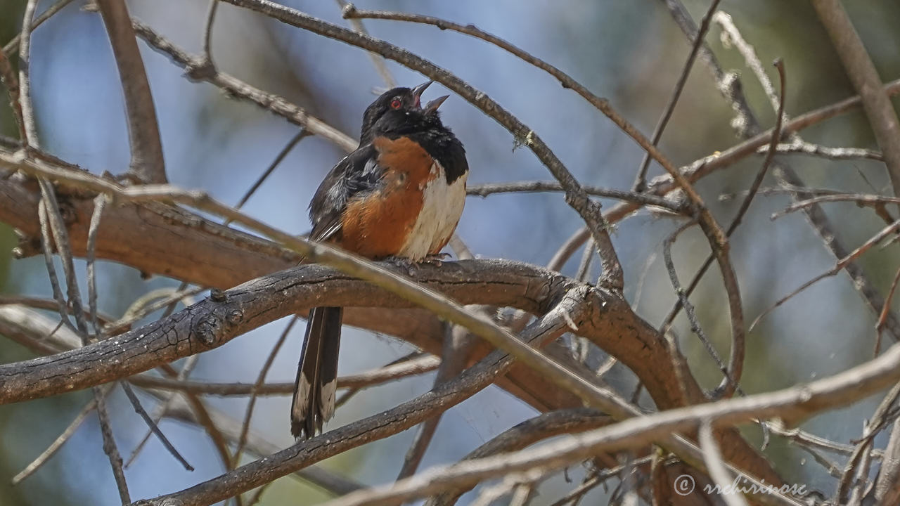 Spotted towhee