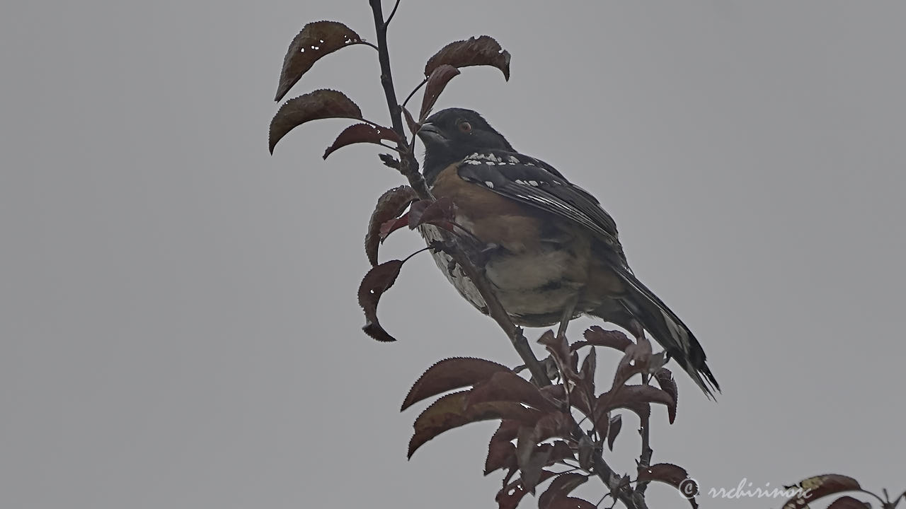 Spotted towhee