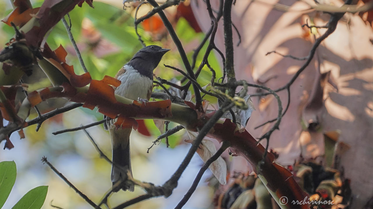 Spotted towhee