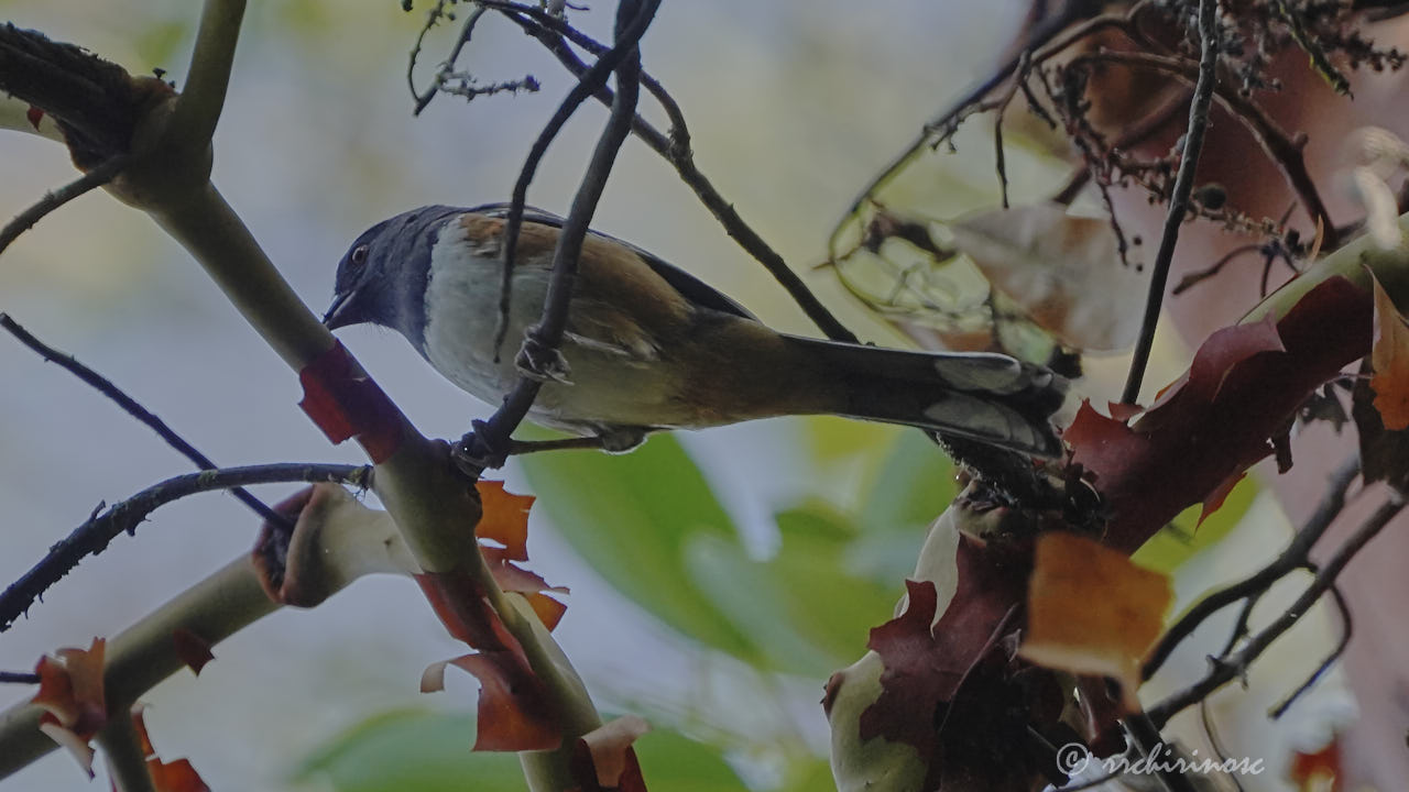 Spotted towhee