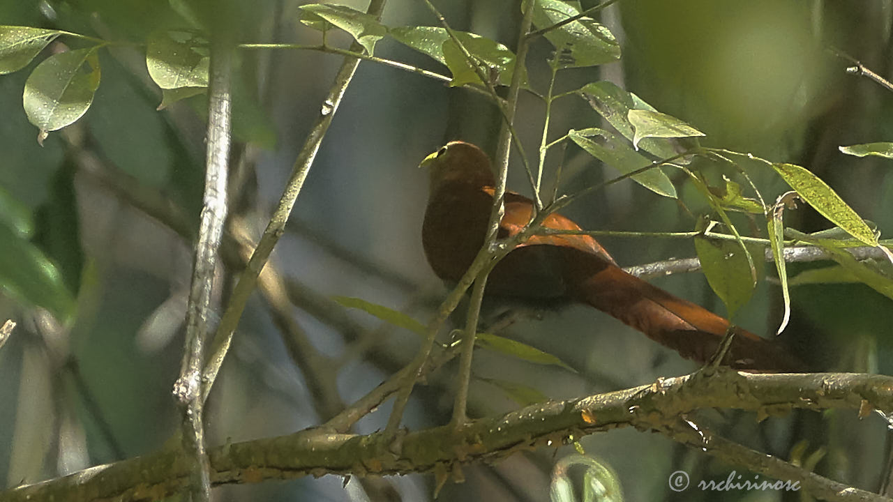 Squirrel cuckoo