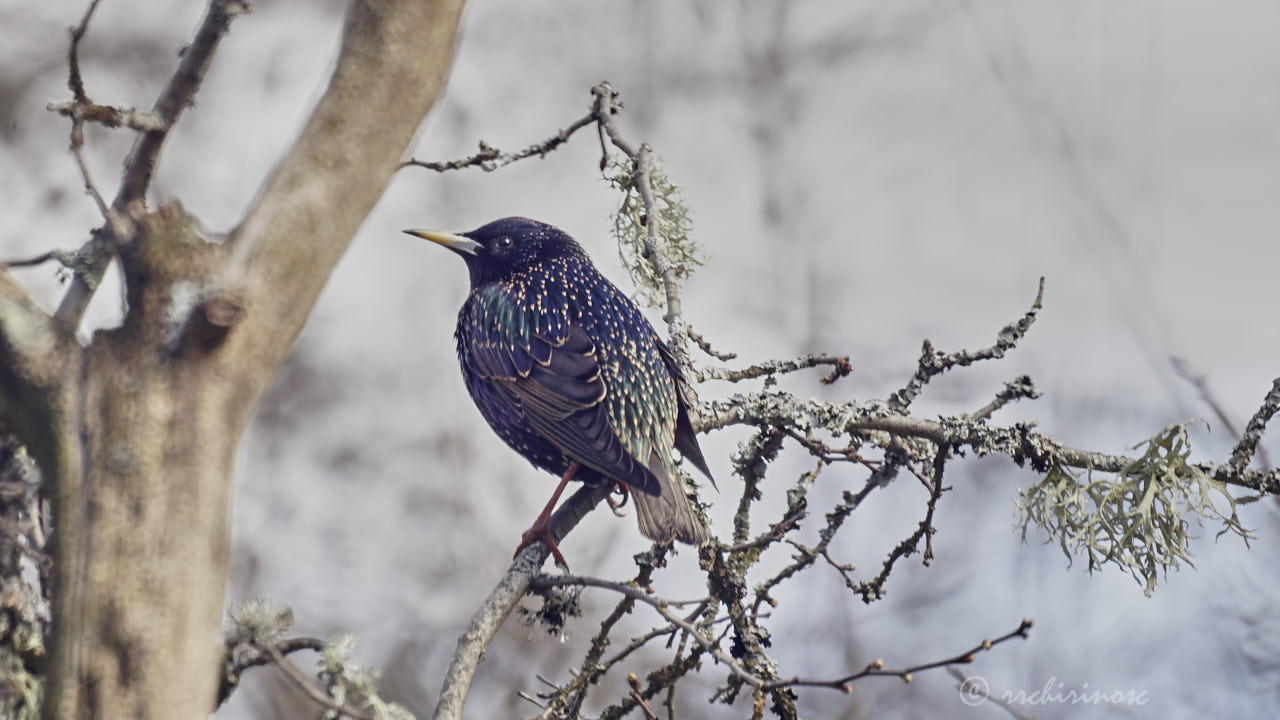 Common starling