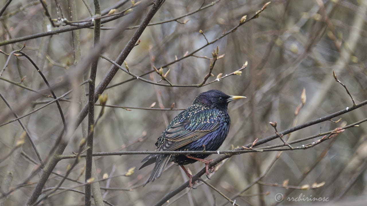 Common starling