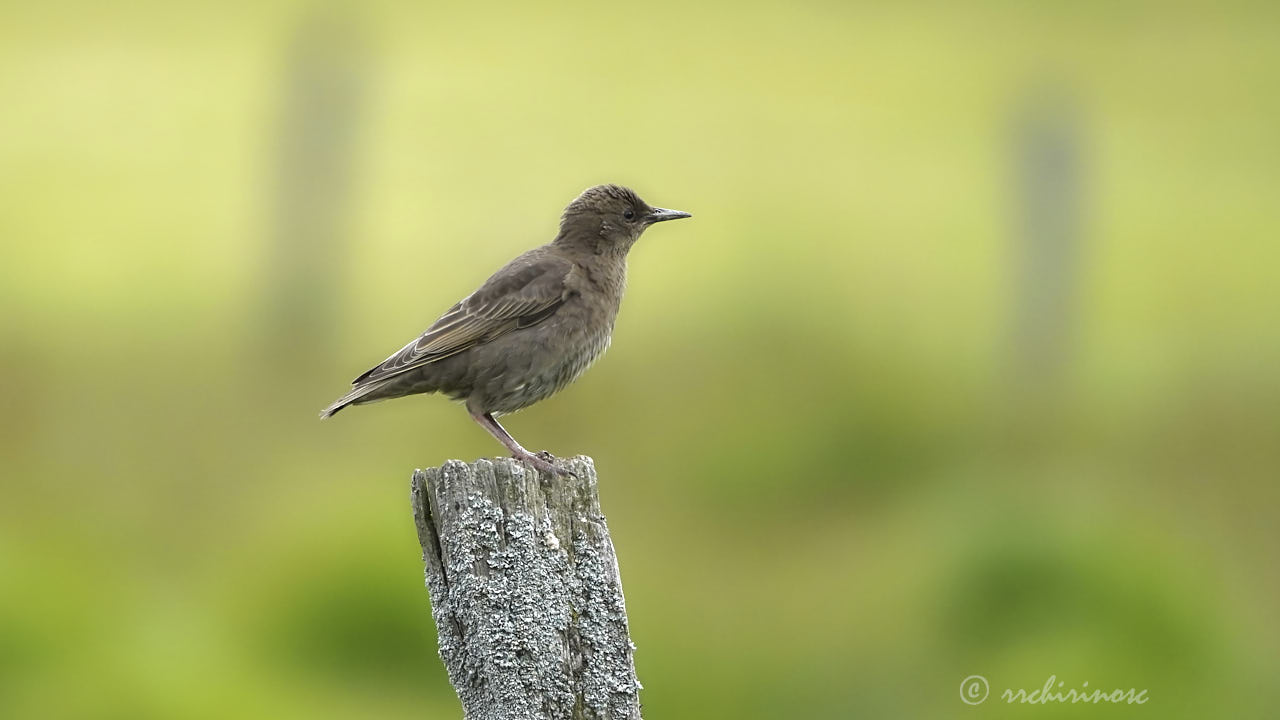 Common starling