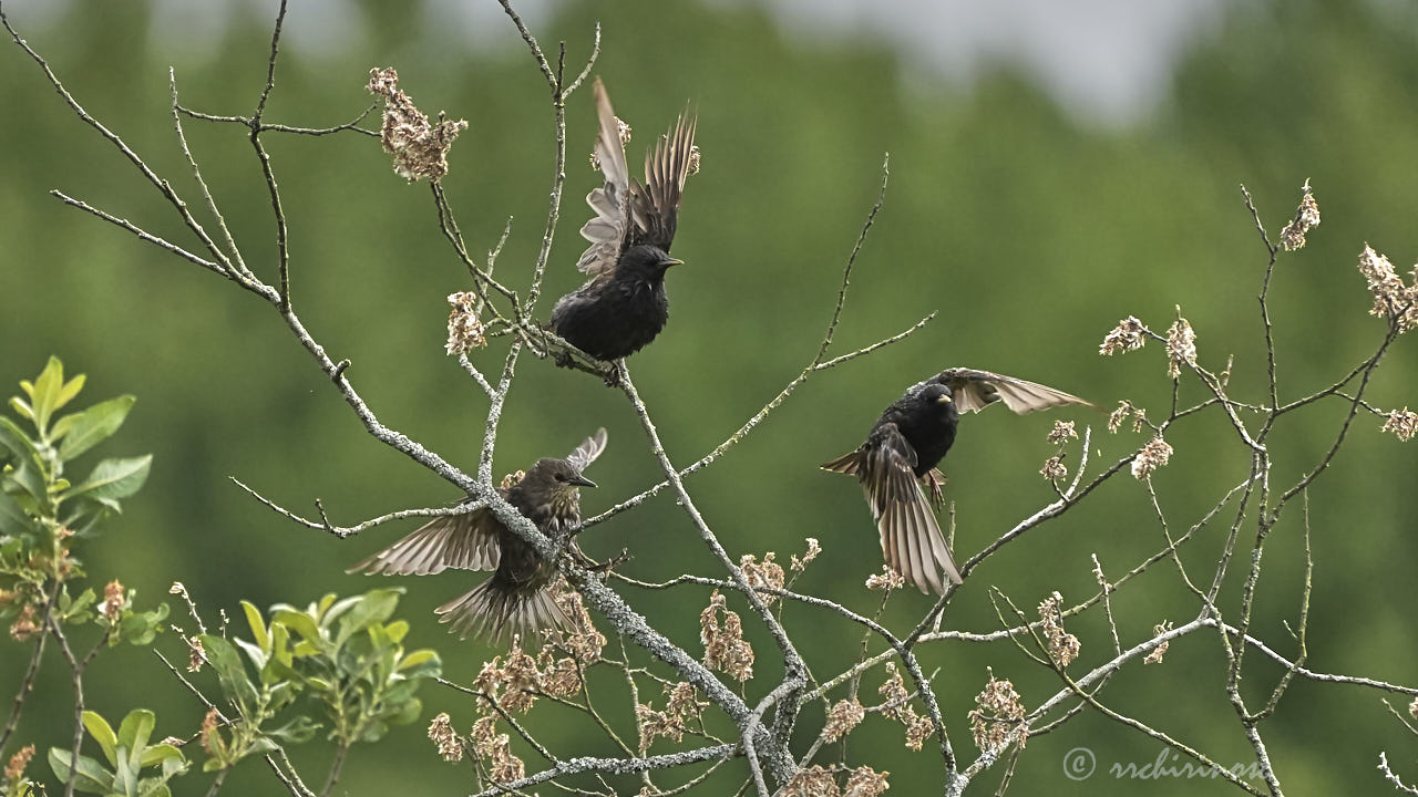 Common starling