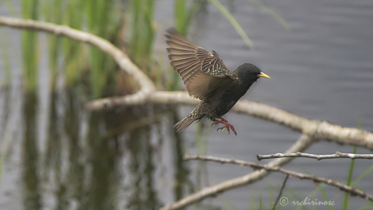 Common starling