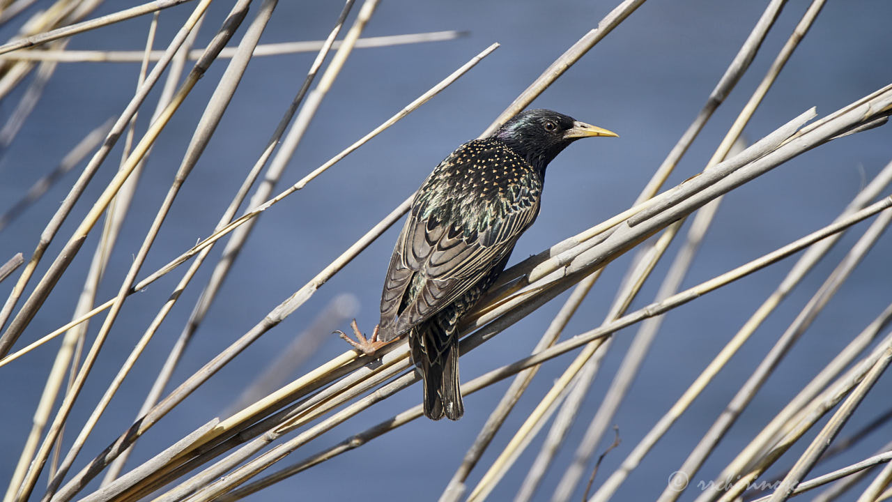 Common starling