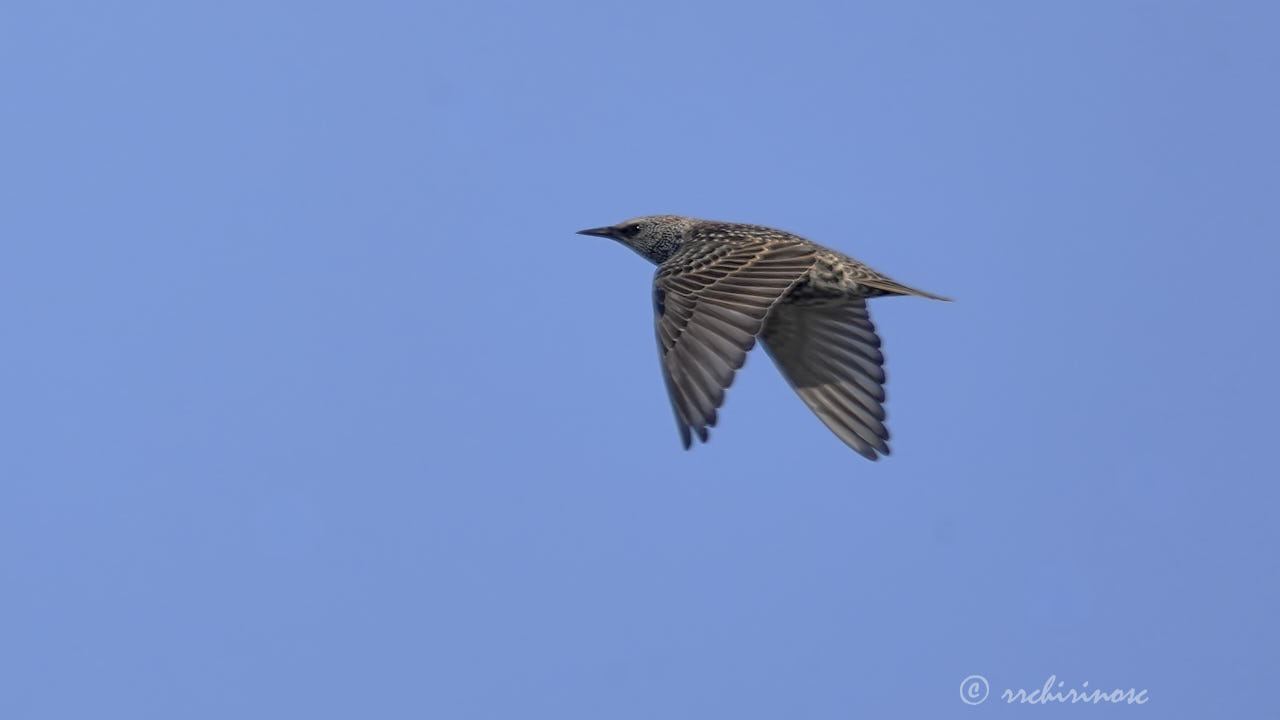 Common starling