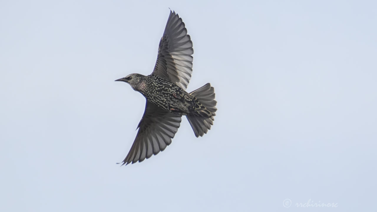 Common starling