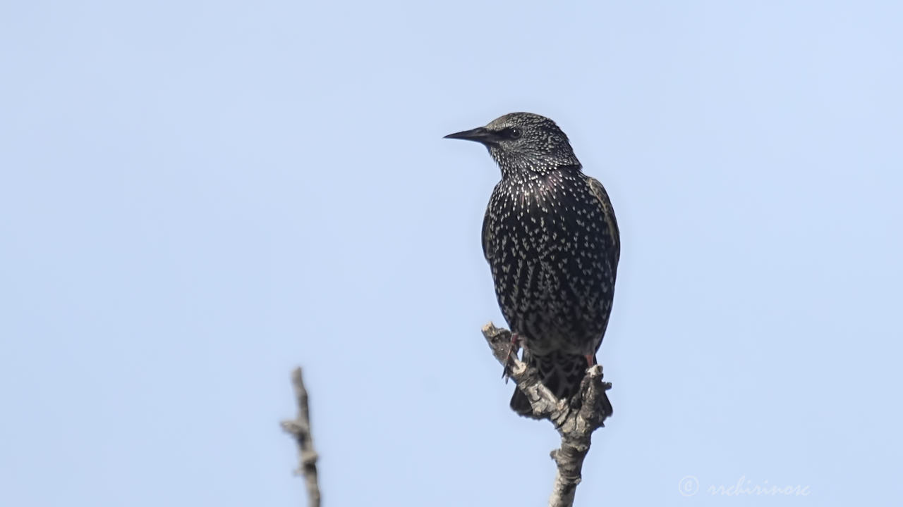 Common starling