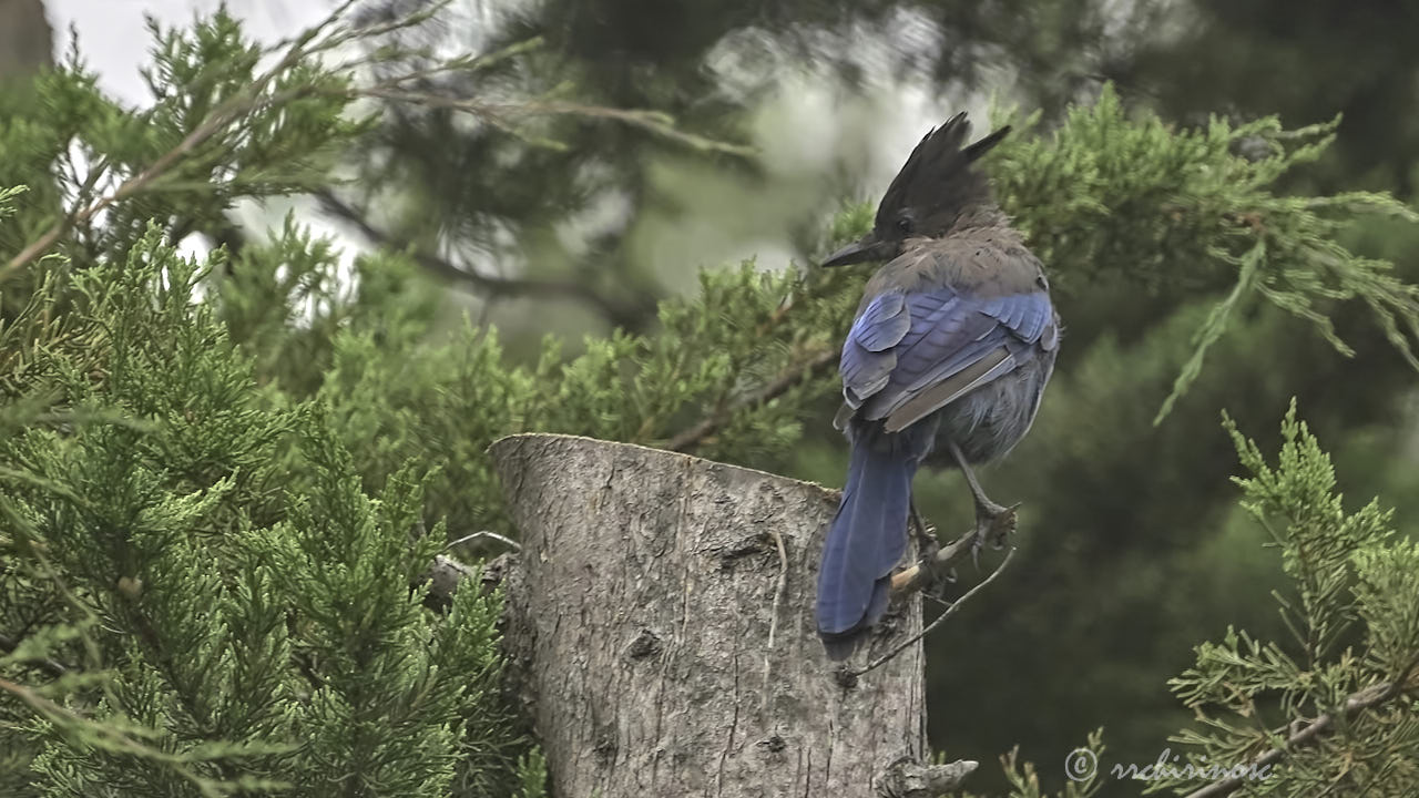 Steller jay