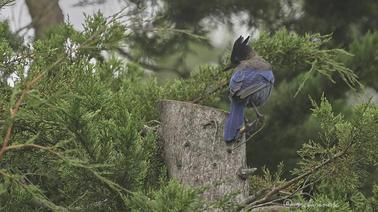 Steller jay