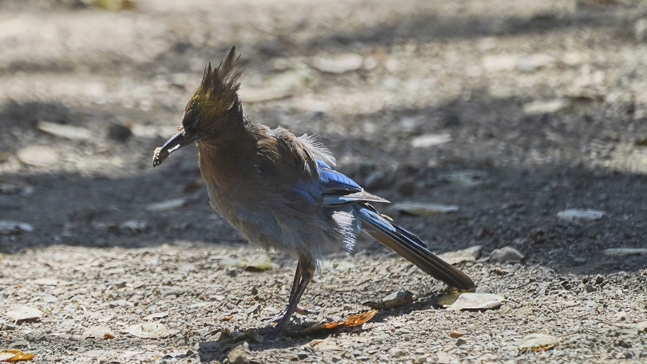 Steller jay