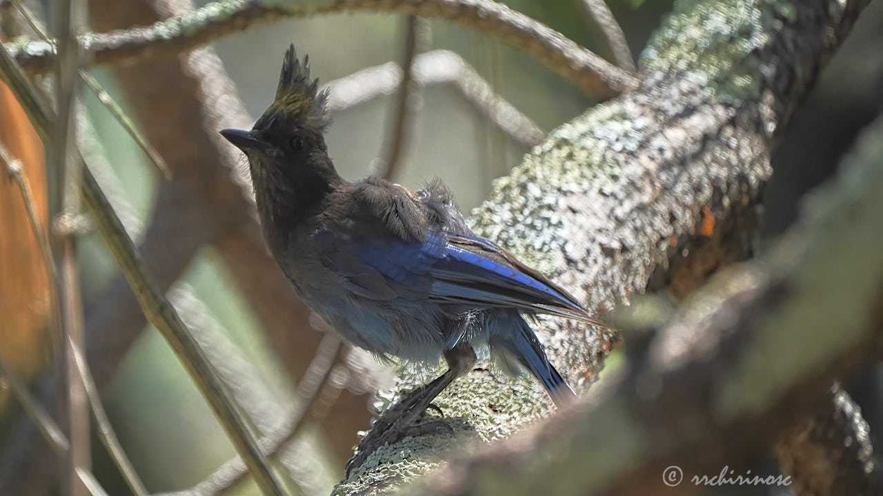 Steller jay