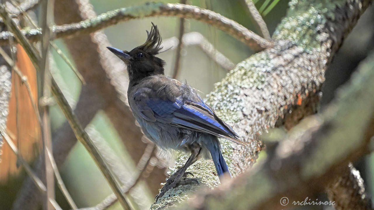 Steller jay