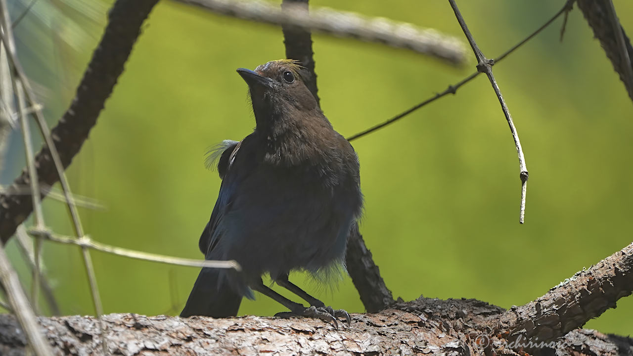 Steller jay