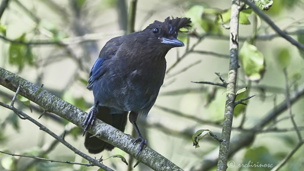 Steller jay