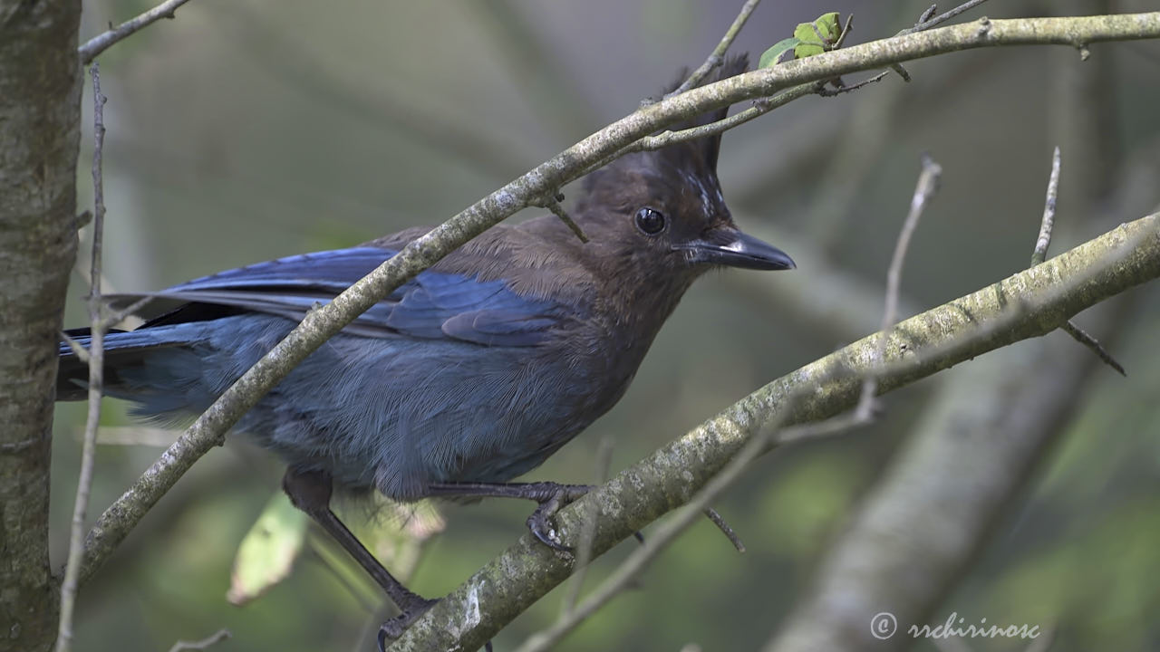 Steller jay