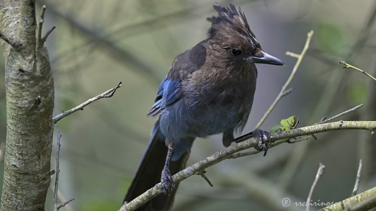 Steller jay