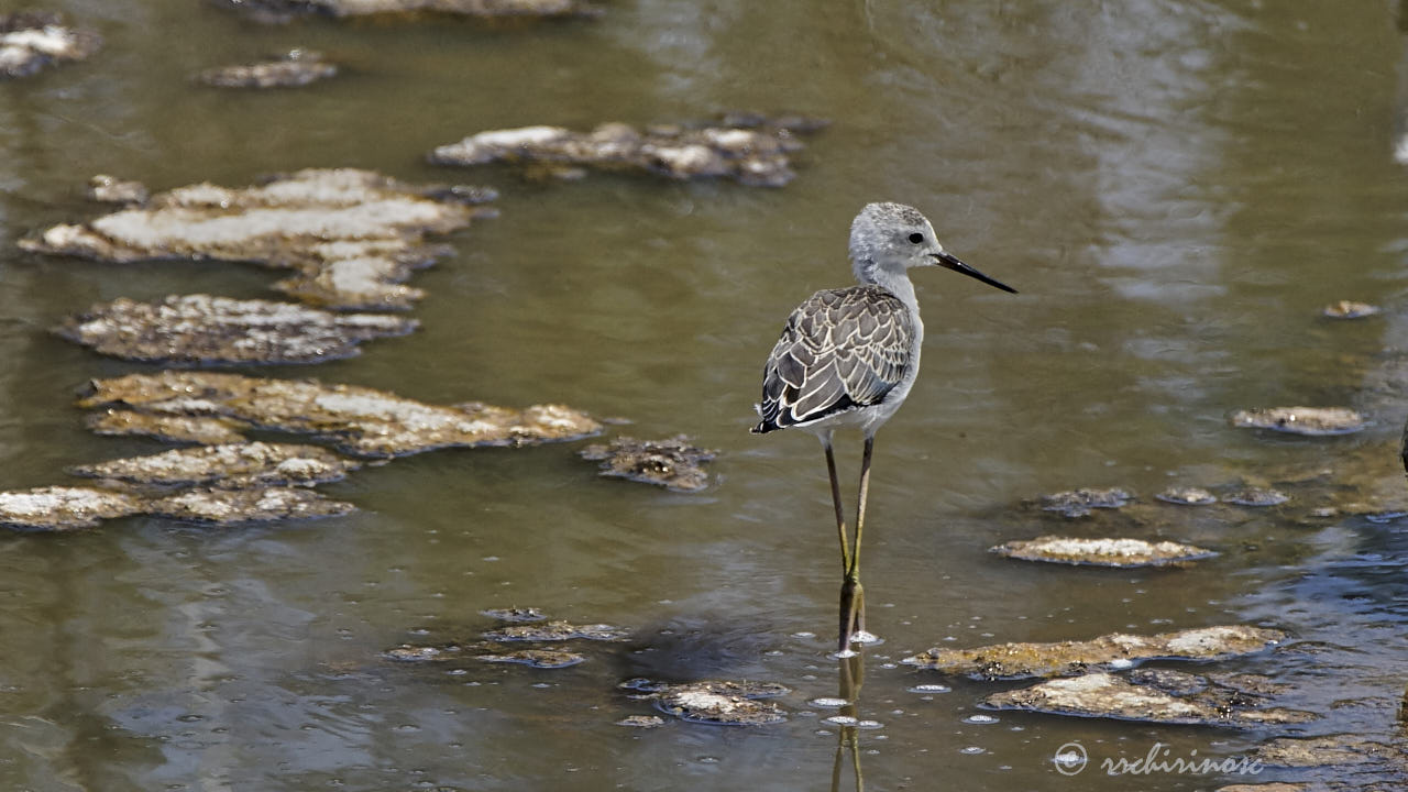 Black-winged stilt