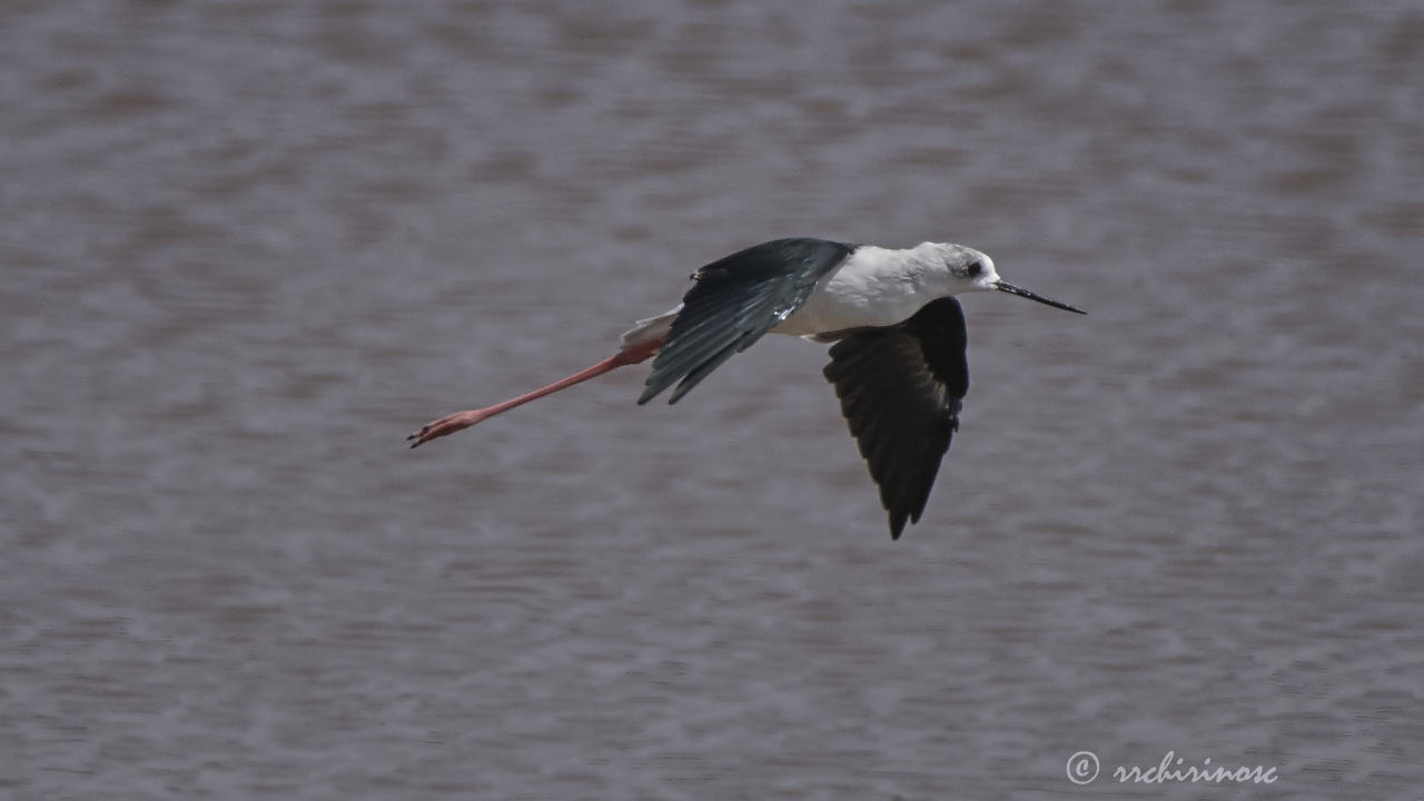 Black-winged stilt