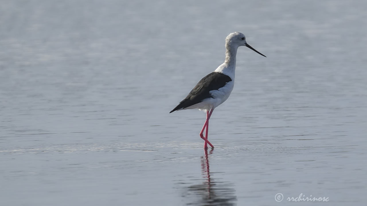 Black-winged stilt