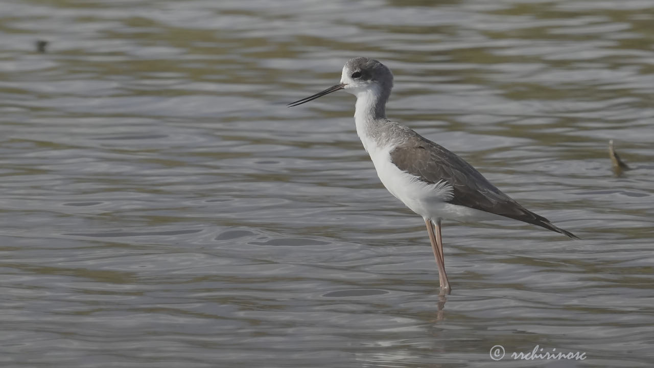 Black-winged stilt