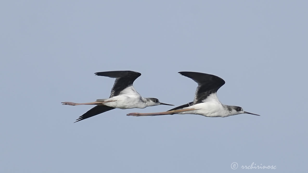 Black-winged stilt