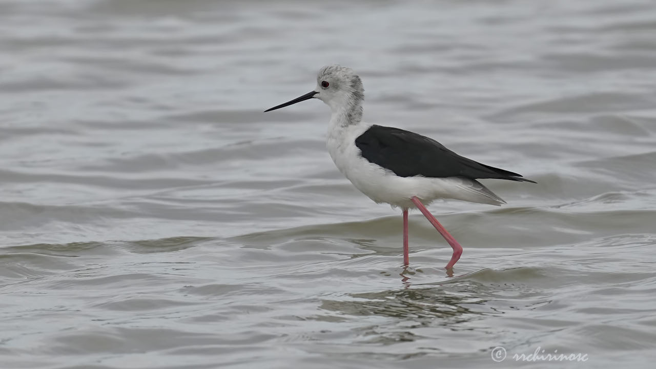 Black-winged stilt