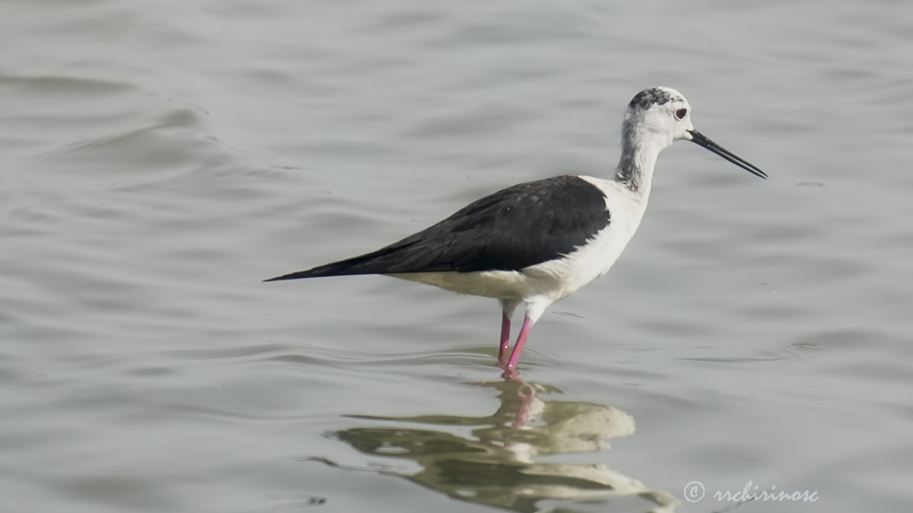 Black-winged stilt