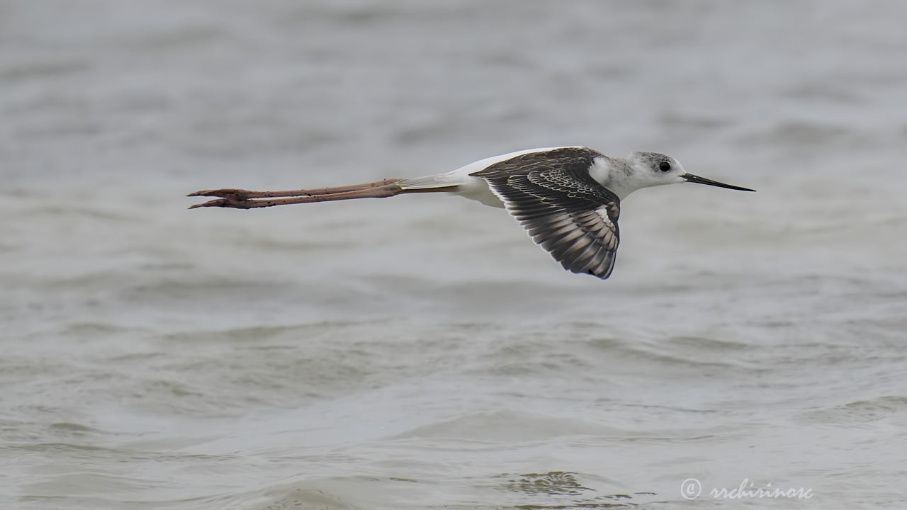 Black-winged stilt