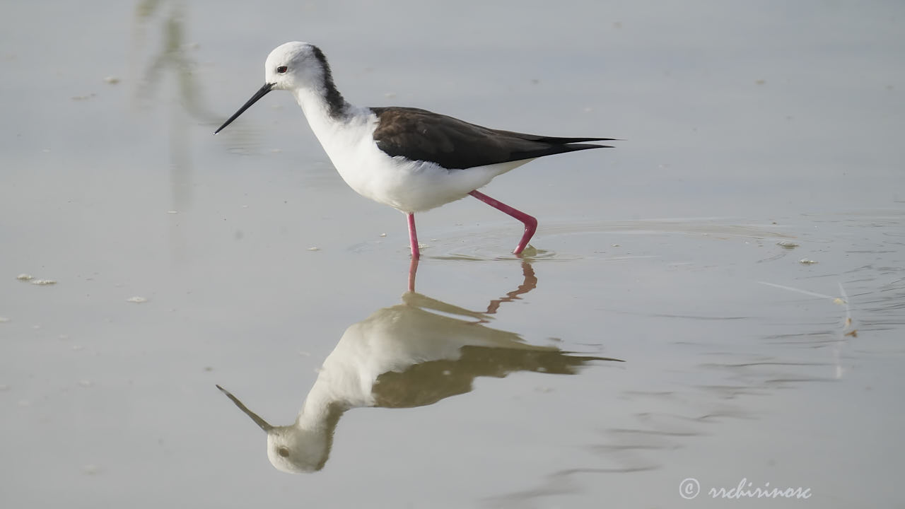 Black-winged stilt