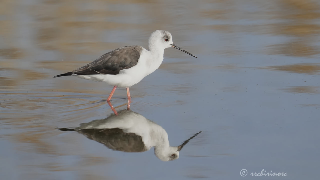 Black-winged stilt