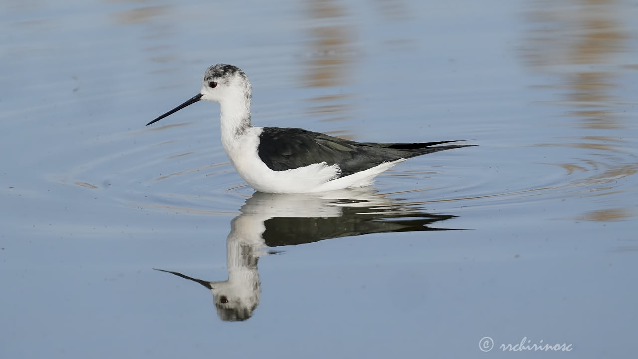 Black-winged stilt